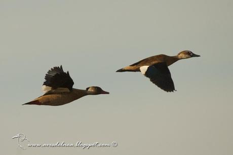 Pato cutirí (Brazilian Duck) Amazonetta brasiliensis