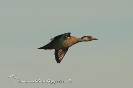 Pato cutirí (Brazilian Duck) Amazonetta brasiliensis