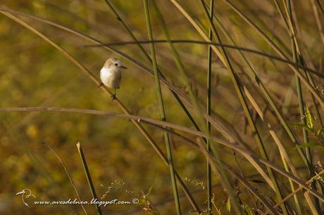 Lavandera (White-headed marsh-Tyrant) Arundinicola leucocephala