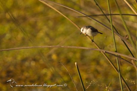 Lavandera (White-headed marsh-Tyrant) Arundinicola leucocephala