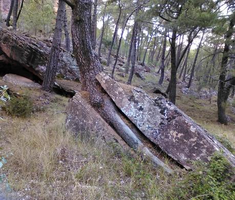 Grandes historias de cosas pequeñas-4: El lento hachazo del árbol sobre la roca.