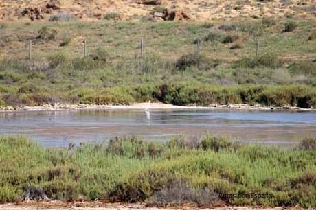 Salinas de Calblanque