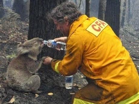 Actos heroicos que salvaron animales en peligro. 