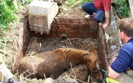 Actos heroicos que salvaron animales en peligro. 