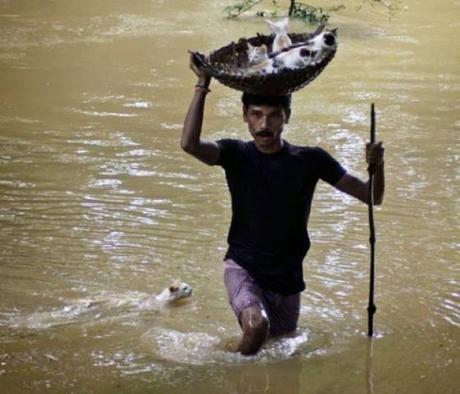 Actos heroicos que salvaron animales en peligro. 