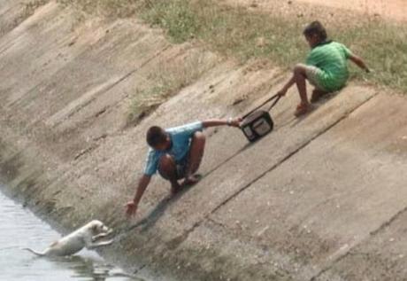 Actos heroicos que salvaron animales en peligro. 