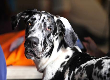 San Viernes y la country life