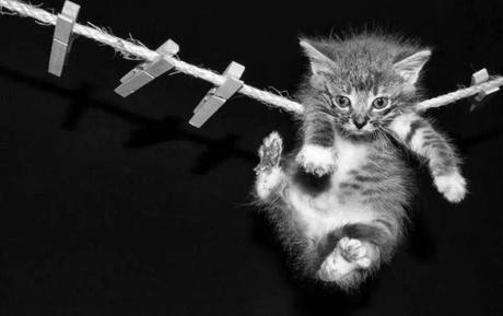 San Viernes y la country life