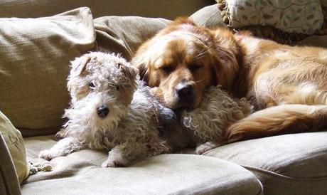 San Viernes y la country life