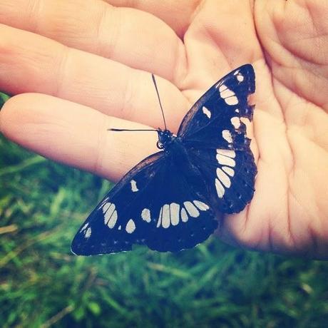 BUTTERFLY
