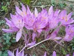 Llega la temporada de los Bulbos de Otoño a nuestro jardín