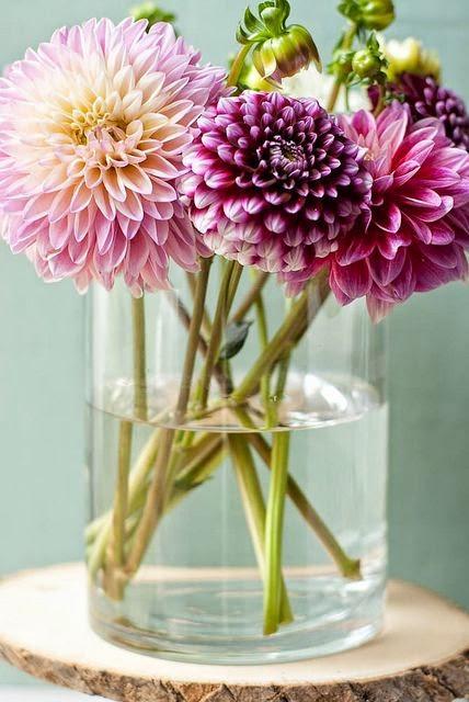 DE BATALLAS, FLORES Y DALIAS