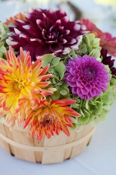 DE BATALLAS, FLORES Y DALIAS