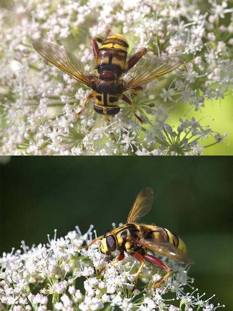 Para ampliar Milesia crabroniformis (Fabricius, 1775) hacer clic