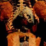 Body Worlds Vital se inaugurá en San Luis Potosí