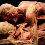 Body Worlds Vital se inaugurá en San Luis Potosí