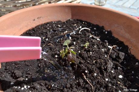 inicitaiva, playa , dias de ocio, hoy compartimos, riego, menta