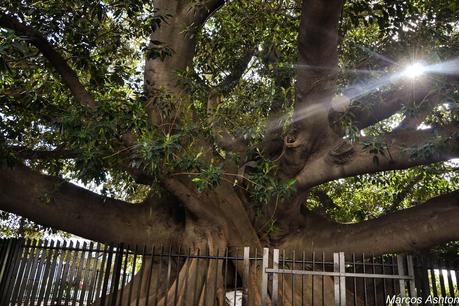 Gomero de Recoleta  / Rubber Tree in Recoleta