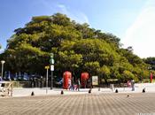 Gomero Recoleta Rubber Tree