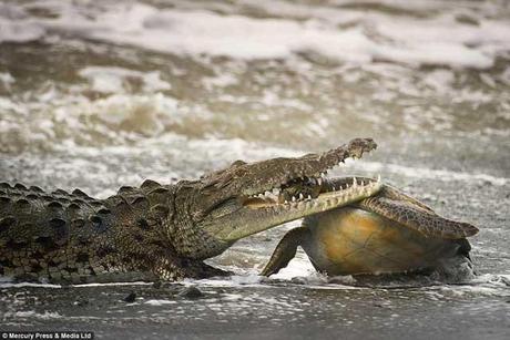 cocodrilo marino muerde a tortuga por la cabeza