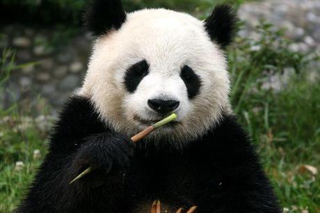 Panda Gigante Panda Gigante