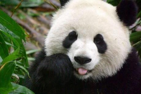 Panda Gigante