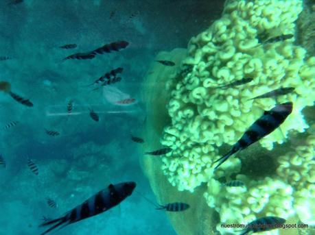 FIJI; la tierra del ¡¡BULA!!, buceando en el paraíso