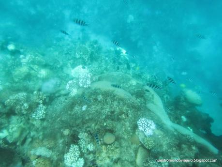 FIJI; la tierra del ¡¡BULA!!, buceando en el paraíso
