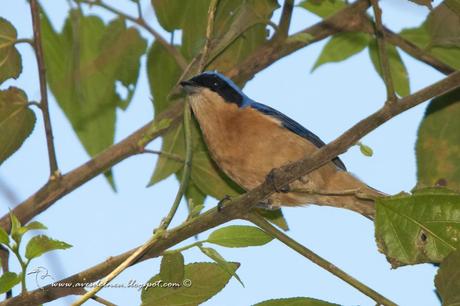 Saira de antifaz (Fawn-breasted Tanager) Pipraeidea melanonota
