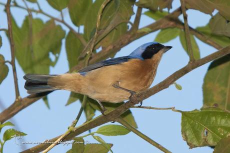 Saira de antifaz (Fawn-breasted Tanager) Pipraeidea melanonota