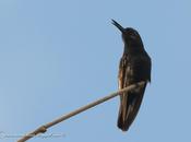 Picaflor negro (Black Jacobim) Florisuga fusca