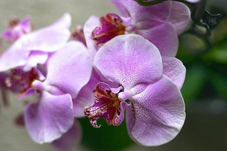 orquídea_4_20140522 - Version 2