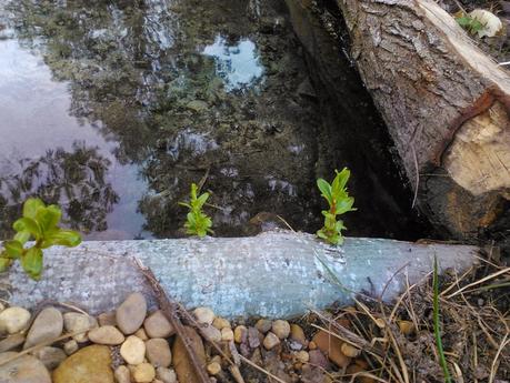 Grandes historias de cosas pequeñas-8: Milagro de la primavera