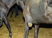 Maltrato animal, ¿qué pasa cuando Hacienda quien comete?