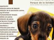 Festival canino adopción