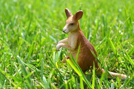 PLAN-MACRO, Canguro plastico, fotografia, plan-macro, canguro, animal plastico