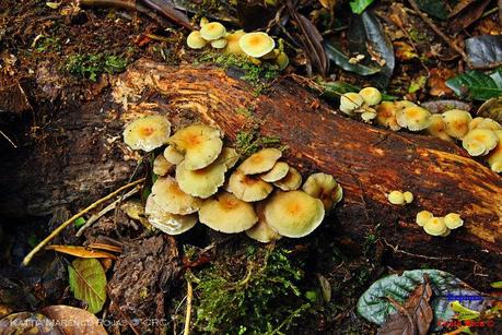 Truchas Selva Madre -San Isidro de El Guarco, Cartago-