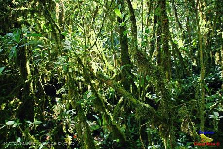 Truchas Selva Madre -San Isidro de El Guarco, Cartago-