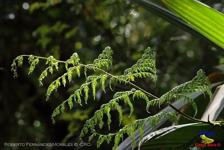 Truchas Selva Madre -San Isidro de El Guarco, Cartago-