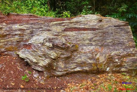 Truchas Selva Madre -San Isidro de El Guarco, Cartago-