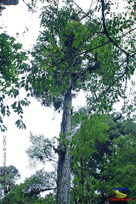 Truchas Selva Madre -San Isidro de El Guarco, Cartago-