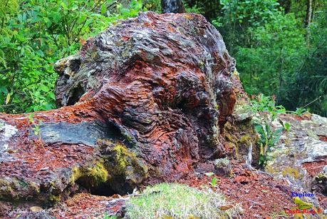 Truchas Selva Madre -San Isidro de El Guarco, Cartago-