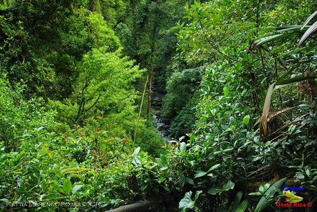 Truchas Selva Madre -San Isidro de El Guarco, Cartago-