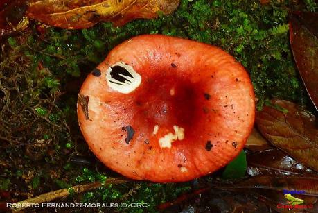 Truchas Selva Madre -San Isidro de El Guarco, Cartago-