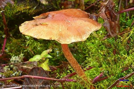 Truchas Selva Madre -San Isidro de El Guarco, Cartago-