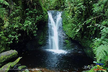 Truchas Selva Madre -San Isidro de El Guarco, Cartago-