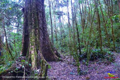 Truchas Selva Madre -San Isidro de El Guarco, Cartago-