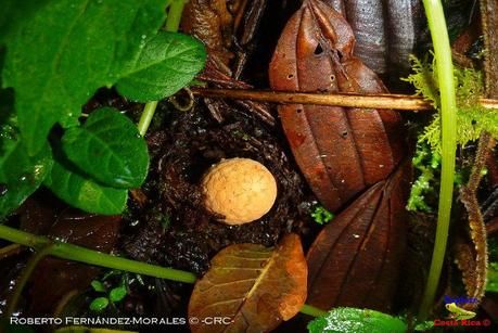 Truchas Selva Madre -San Isidro de El Guarco, Cartago-