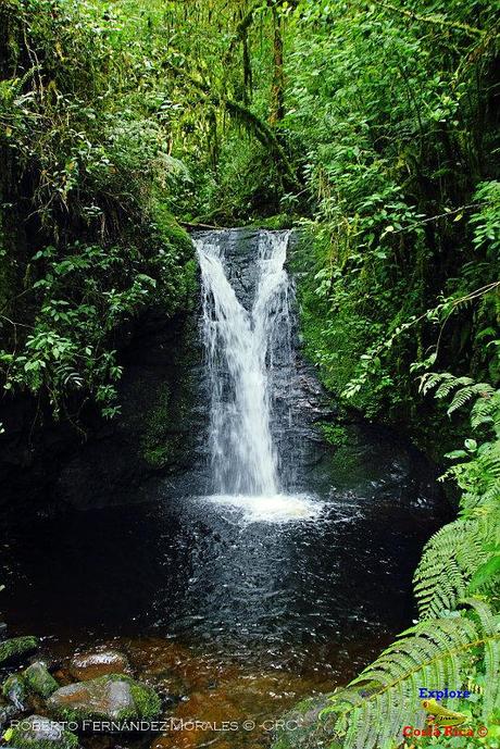 Truchas Selva Madre -San Isidro de El Guarco, Cartago-