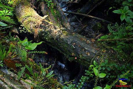 Truchas Selva Madre -San Isidro de El Guarco, Cartago-